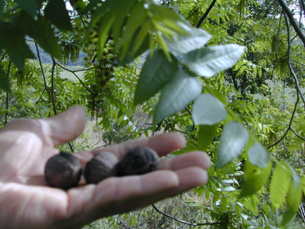 California_black_walnut_f