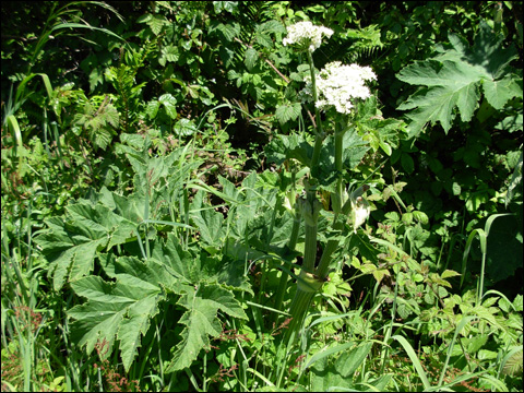 The Ohlone Peoples: Botanical, Animal and Mineral Resources